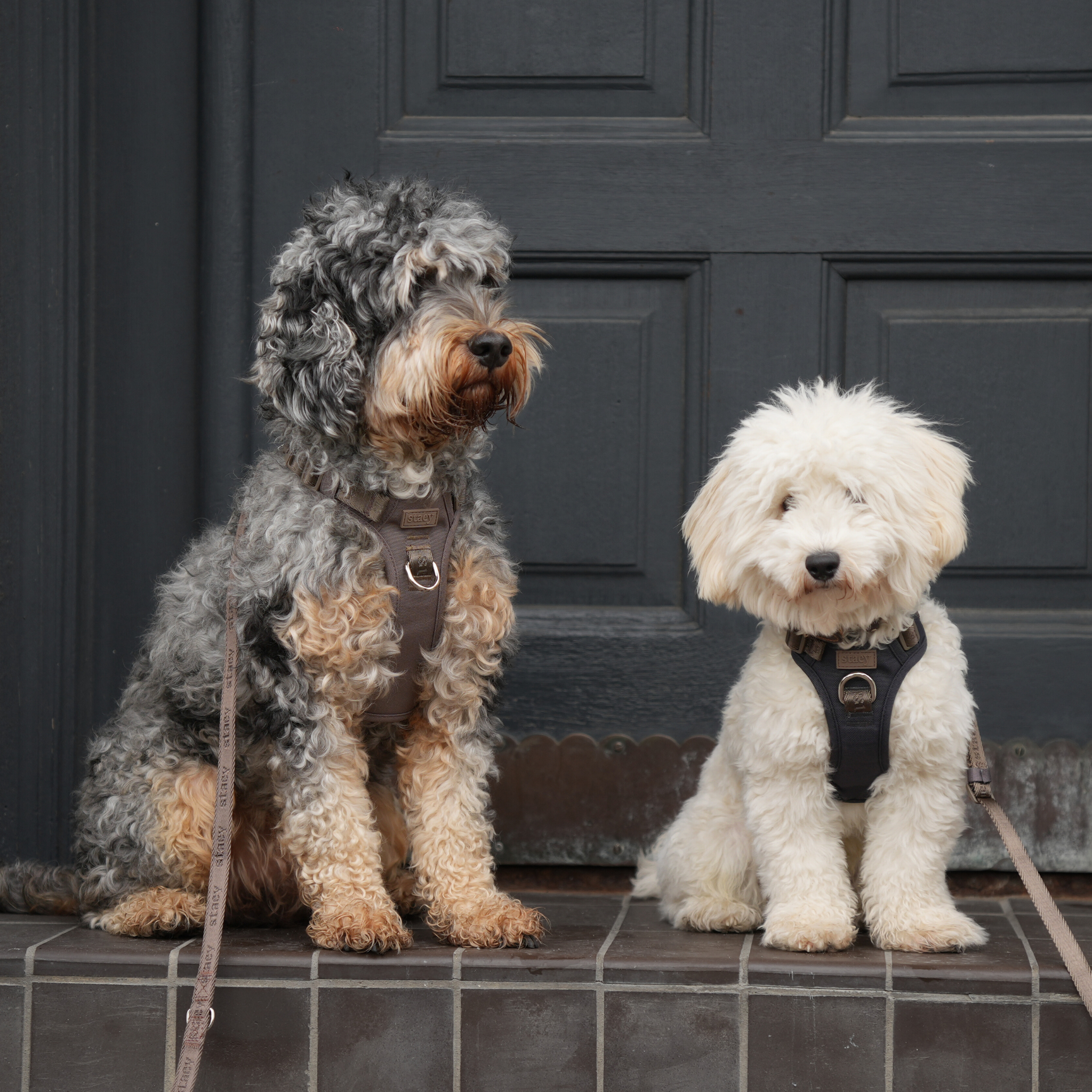 A cockapoo and a small white dog sitting side by side on a doorstep in Staey harnesses