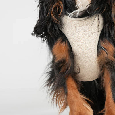 Vue de profil du harnais Teddy couleur crème sur un épagneul noir et feu