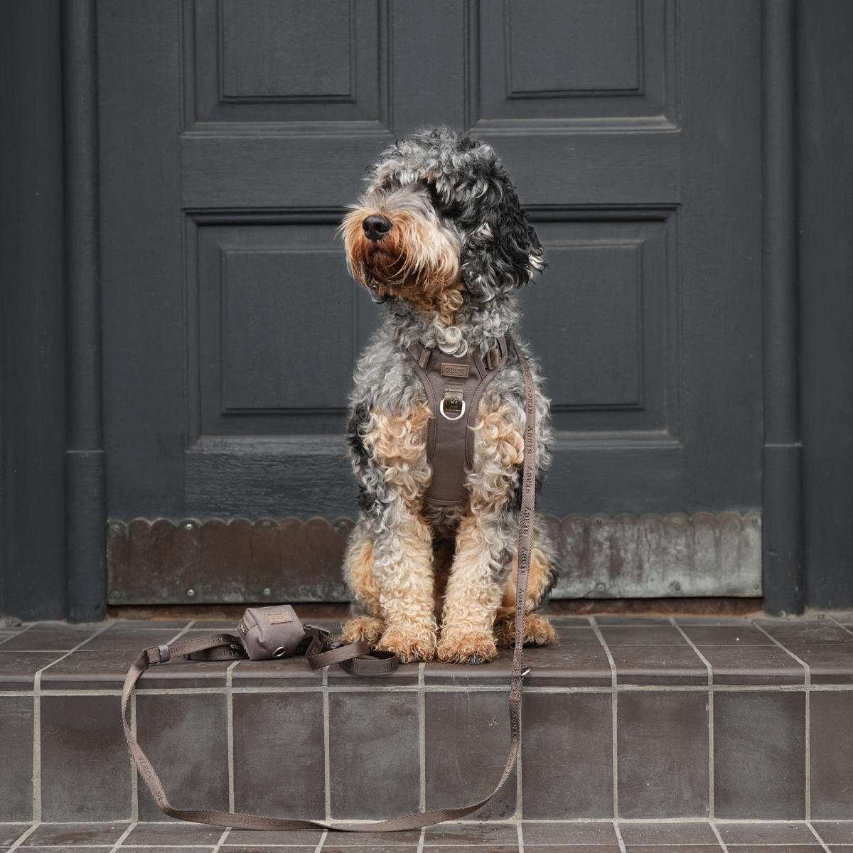 Grey merle cockapoo sitting on tiled steps in the taupe Elma harness