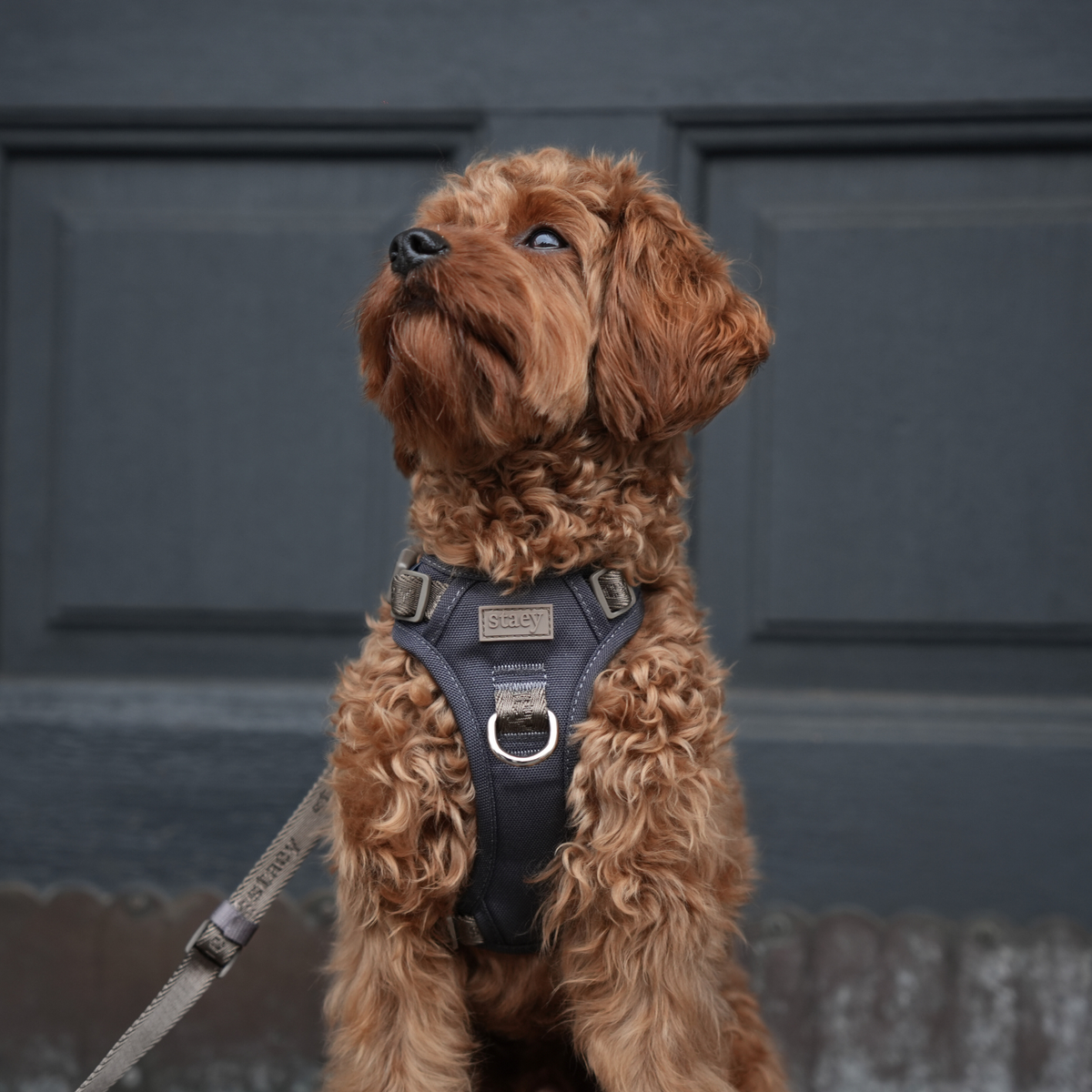 Un cockapoo couleur abricot, tenu en laisse et portant un harnais Staey foncé, devant une porte lambrissée