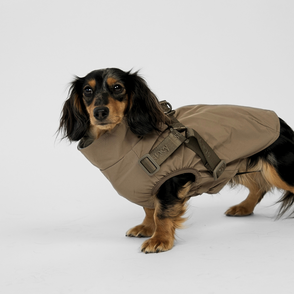 Long-haired dachshund wearing the taupe Norma rain coat