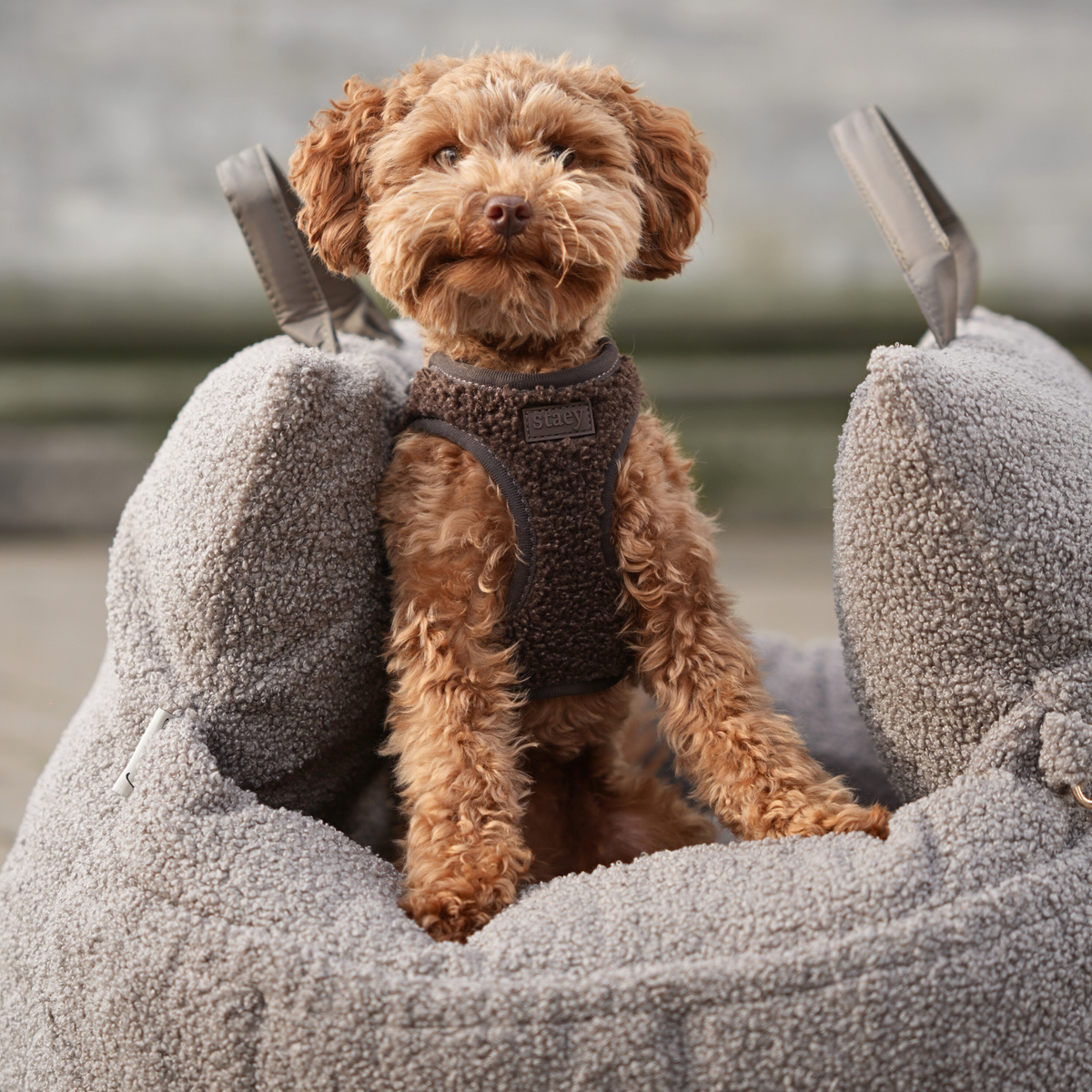 Apricot poodle in a step-in harness sitting in a bouclé Staey car seat