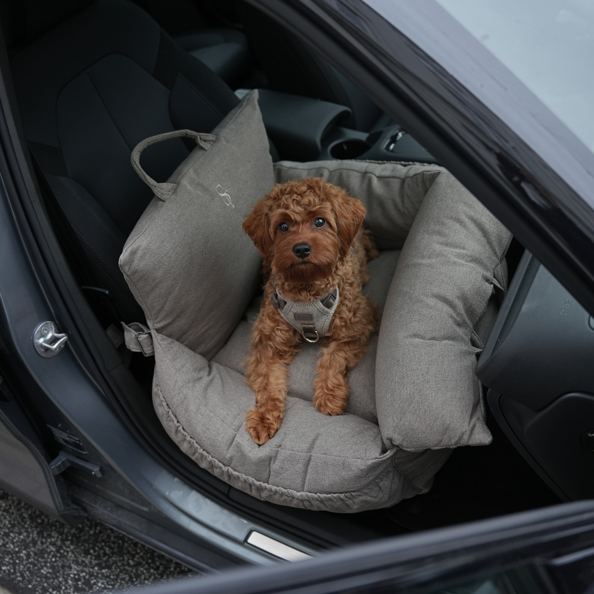 Apricot cockapoo lying in a taupe Staey car seat inside a car