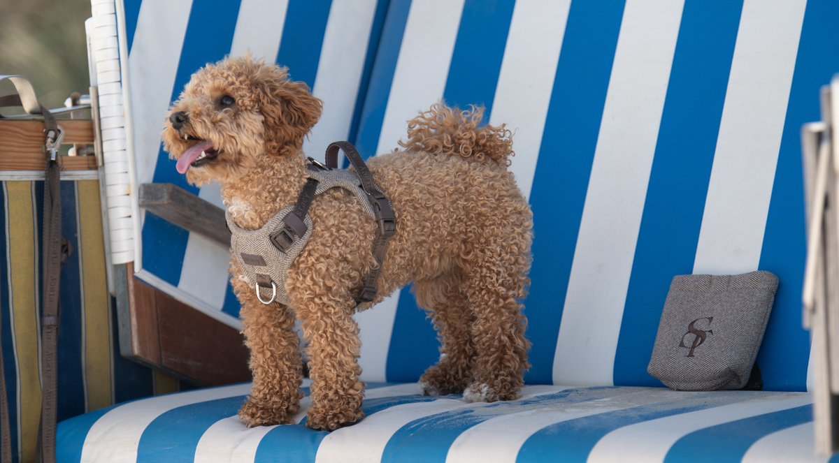 Apricot poodle standing on a striped deck chair beside a Staey cushion