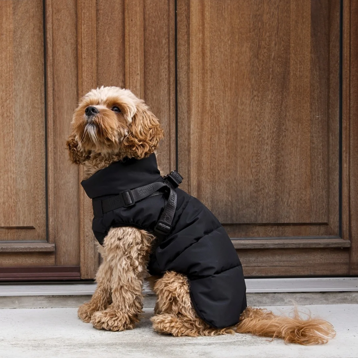 Un shih tzu marchant sur des pavés, vêtu du manteau pour chien « Vera » couleur sauge