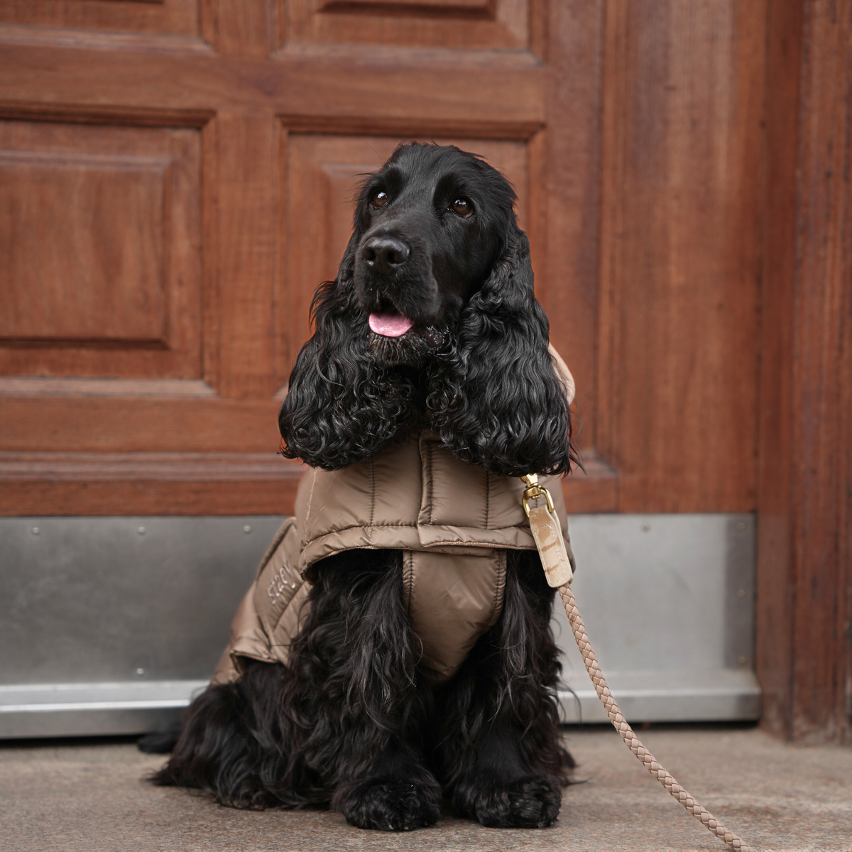 Zwarte cocker spaniel aan de riem in een natuurkleurige, beige gewatteerde jas bij een deur