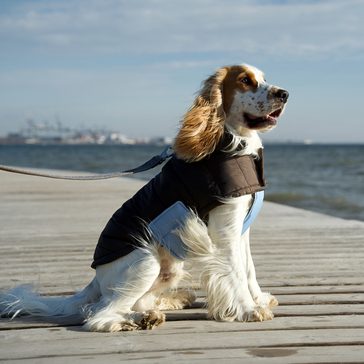Nora Dog Coat | Espresso/Sky Blue