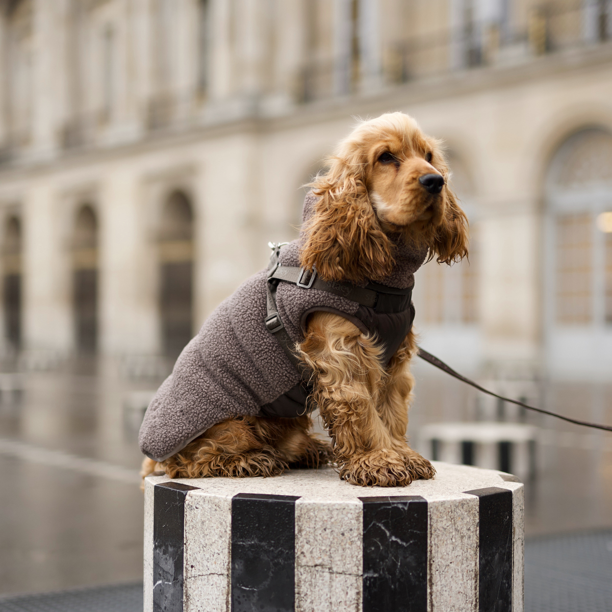 Cocker spaniel sitting on a bollard in a taupe teddy dog coat with harness