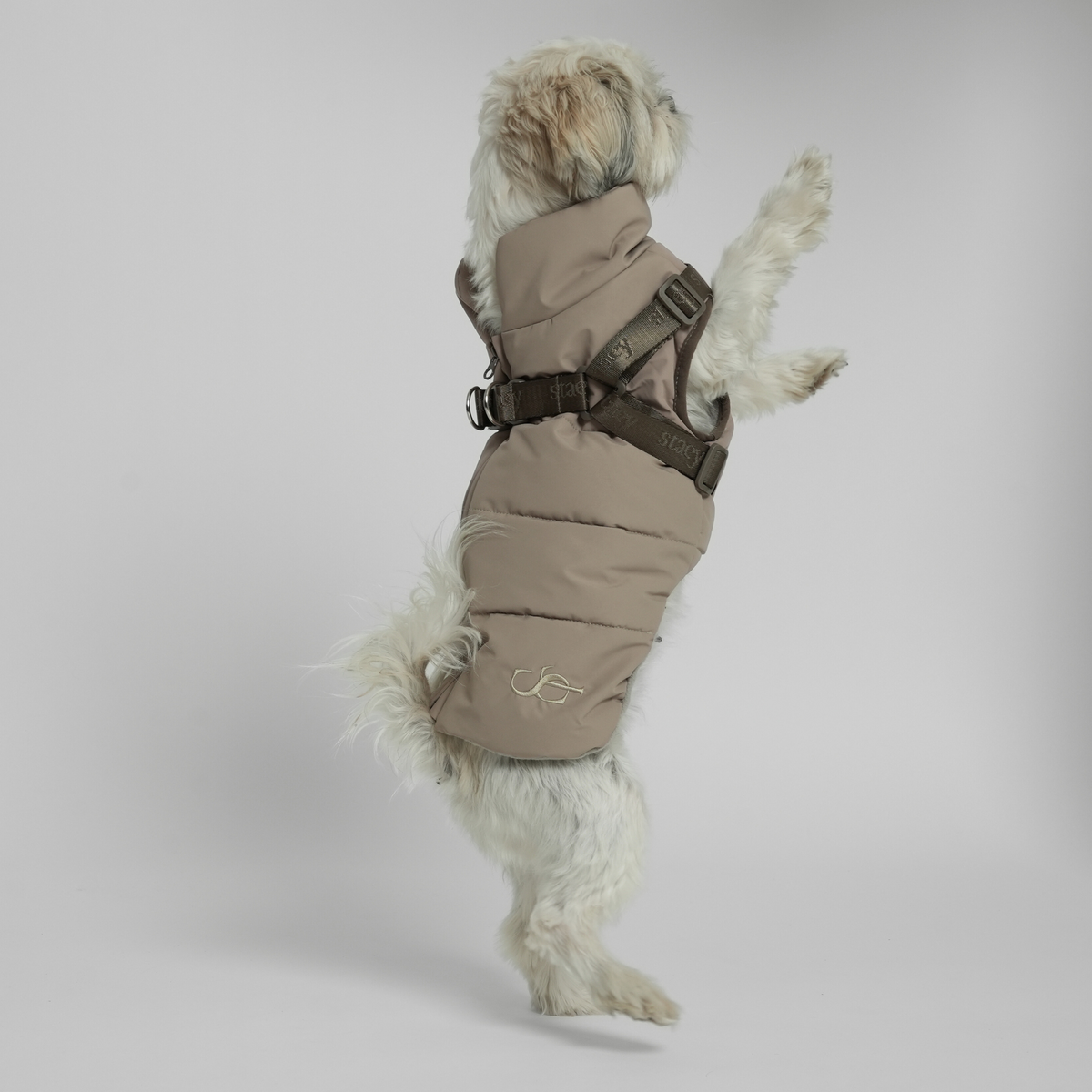 Een shih tzu, van achteren gezien, in een taupekleurige gewatteerde jas met harnas