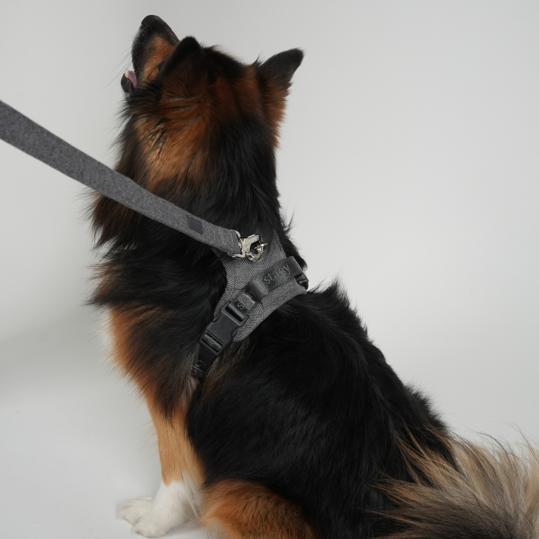 Elma hondenriem | Dusty Blue