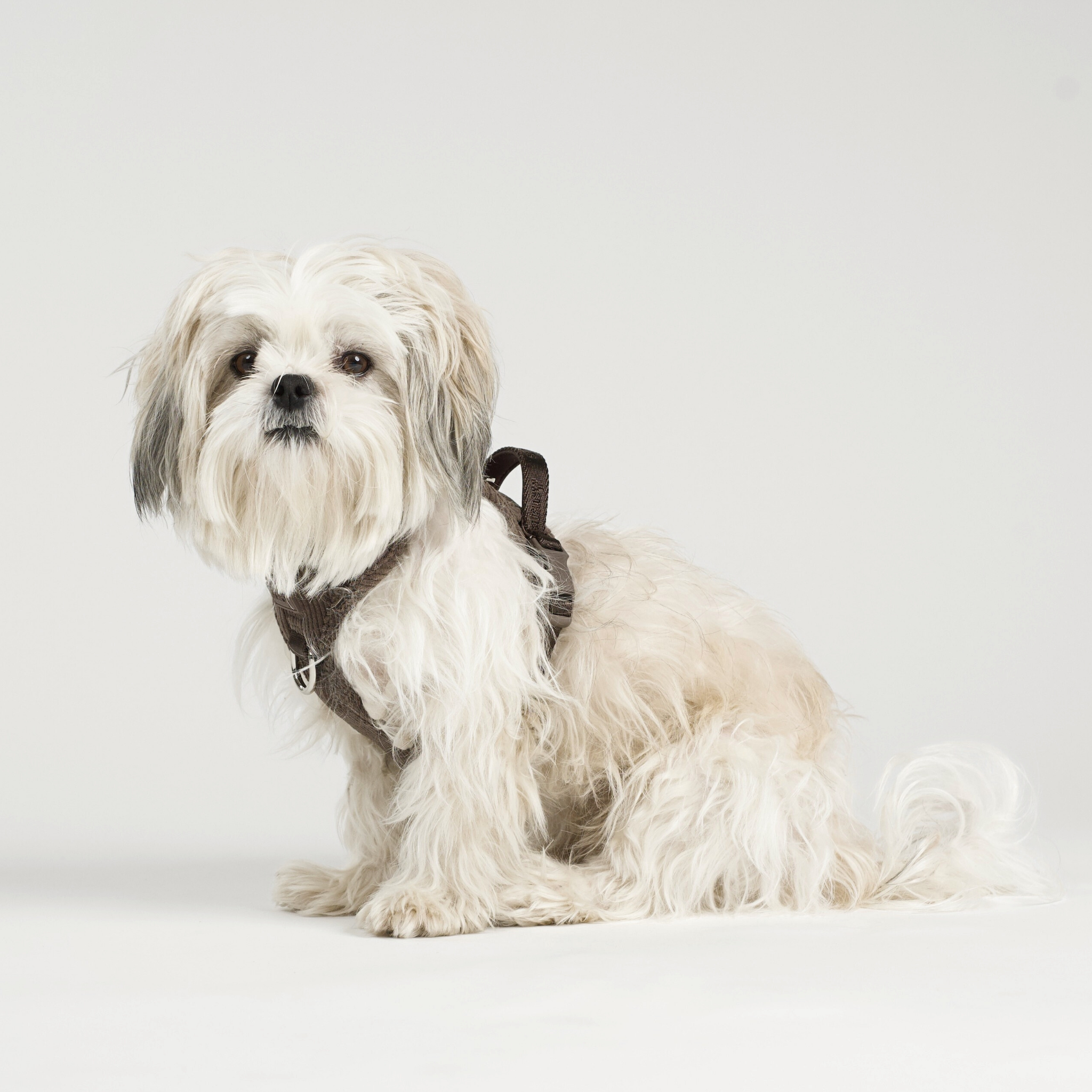 Elma Dog Harness | Dark Oak