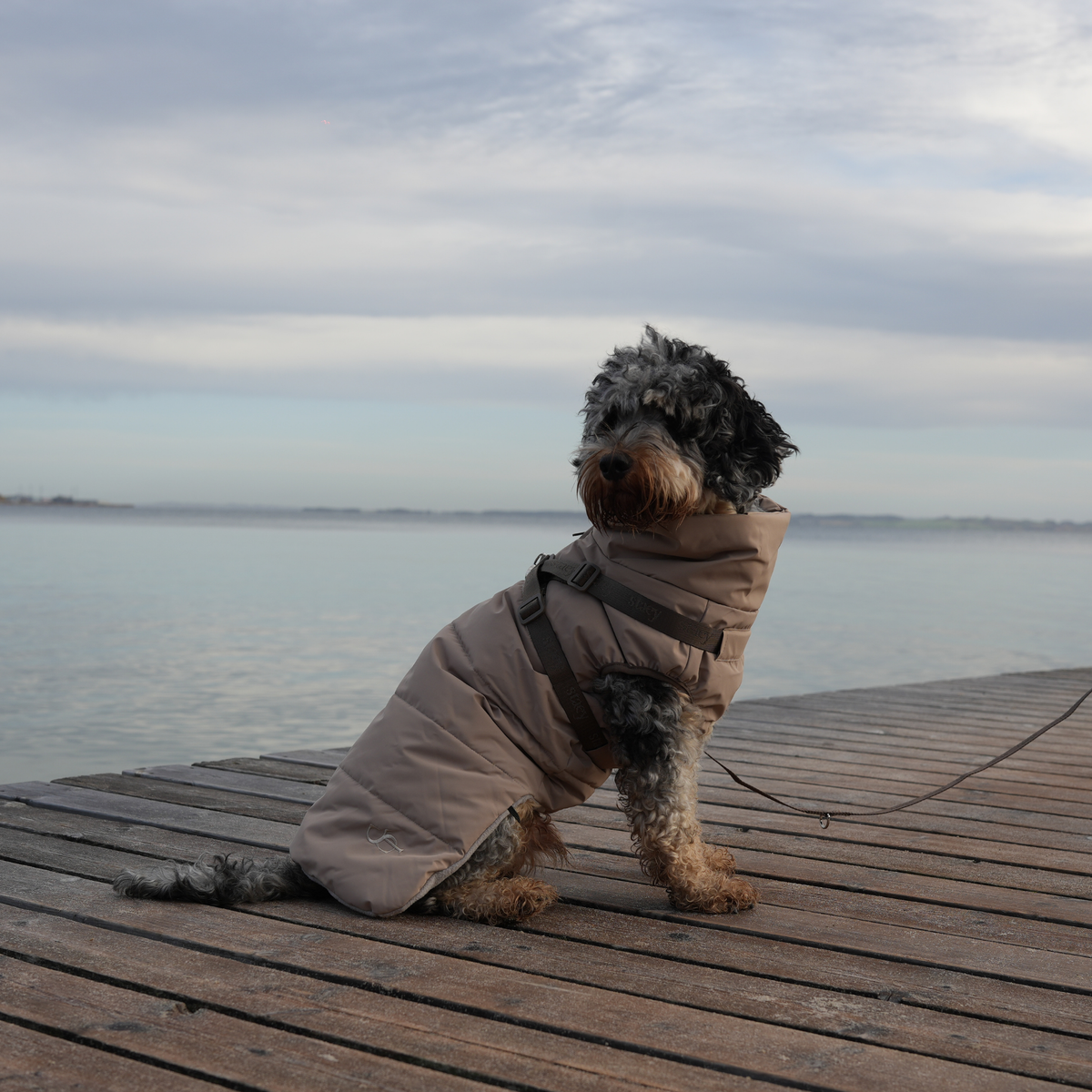 Een cockapoo op een pier, met taupekleurige gewatteerde jas en harnas