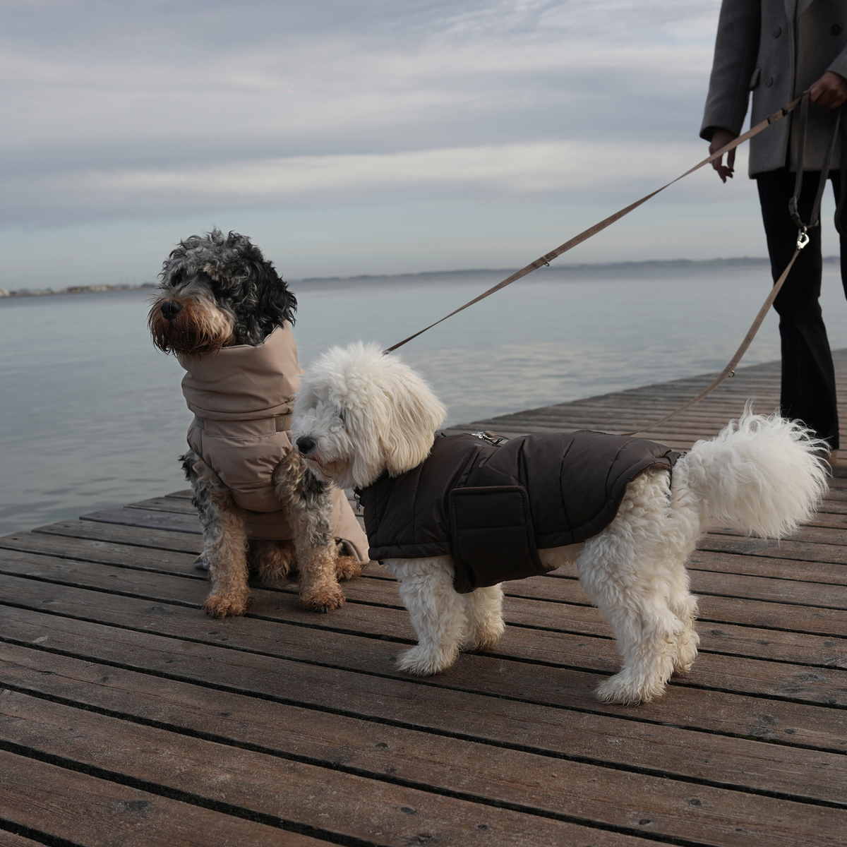 Twee honden aan de riem op een houten pier, gekleed in gewatteerde Nora-jassen