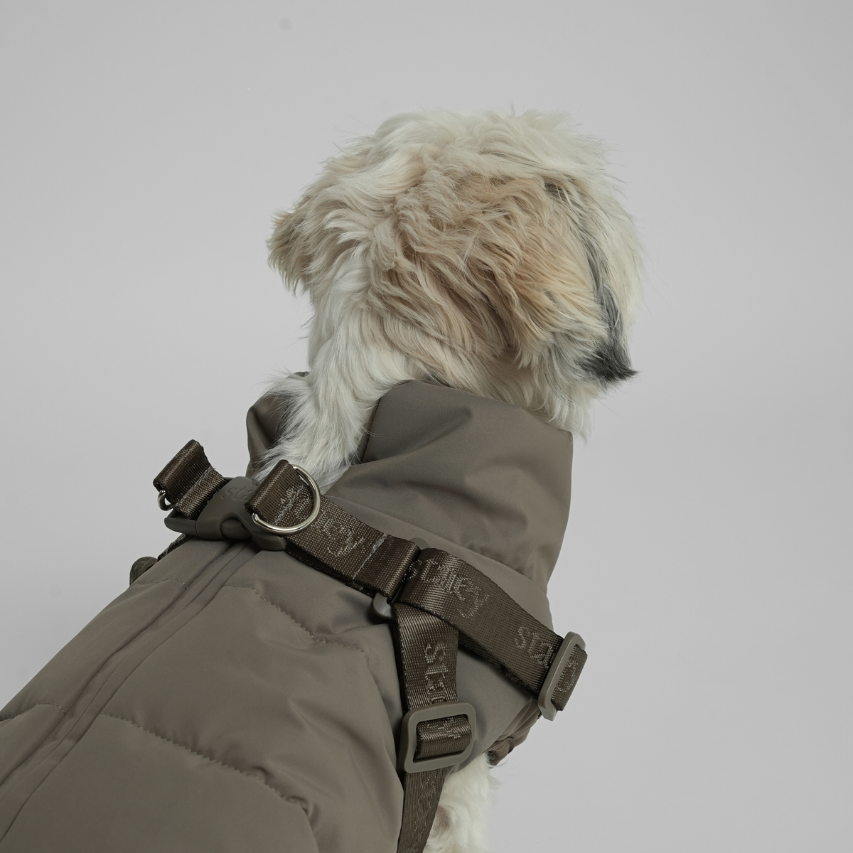 Een shih tzu, van achteren gezien, in een moss green gewatteerde jas met harnas