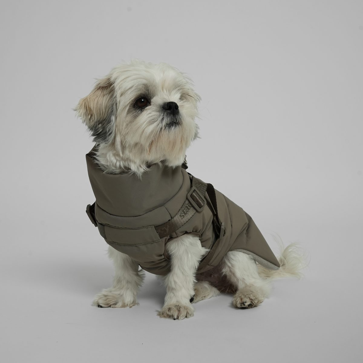 Een shih tzu in een moss green gewatteerde jas met harnas, gezien van voren