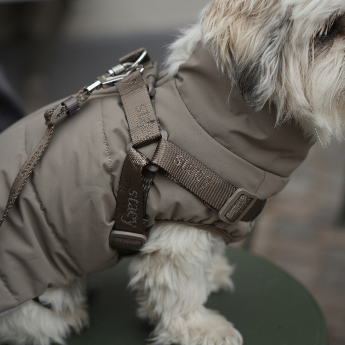 Close-up van de moss green gewatteerde jas en het hondentuig van een witte hond