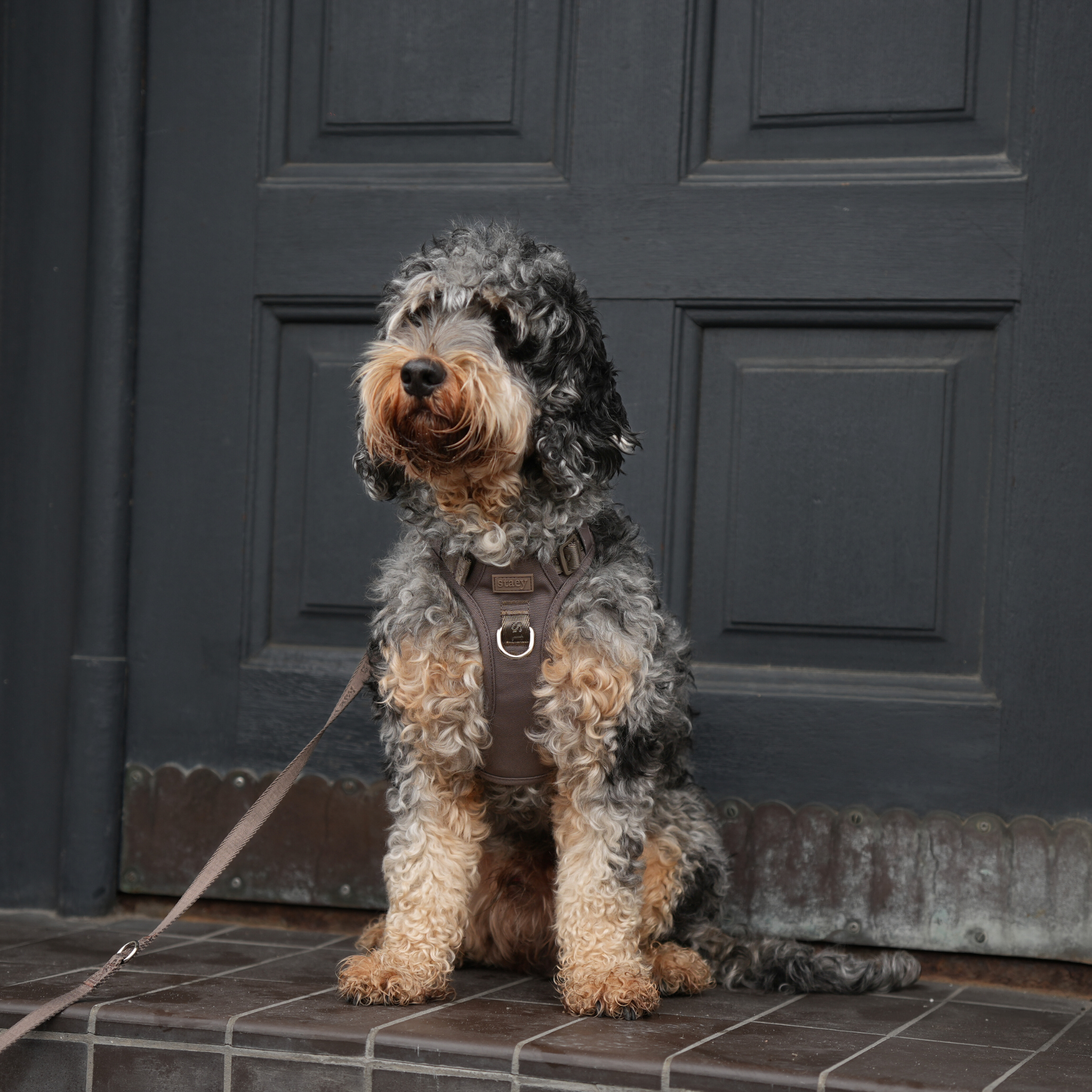 Harnais pour chien Elma Active | Taupe