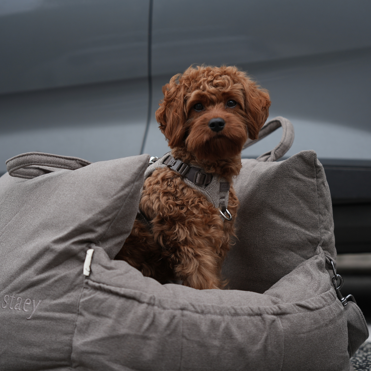 Cavapoo sitting in a taupe car seat inside a car
