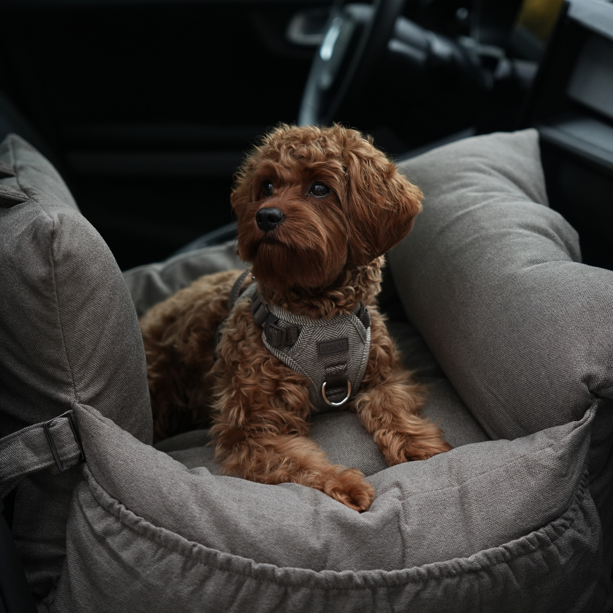 Cavapoo lying in a taupe car seat inside a car