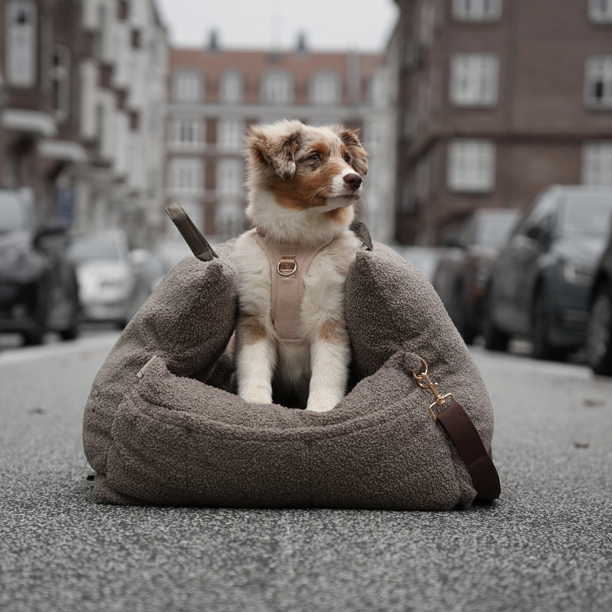 Australian shepherd puppy sitting in a taupe bouclé car seat on a street