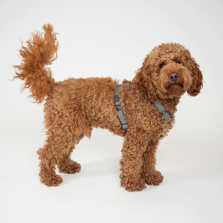 Tara H-Hondentuig | Dusty Blue