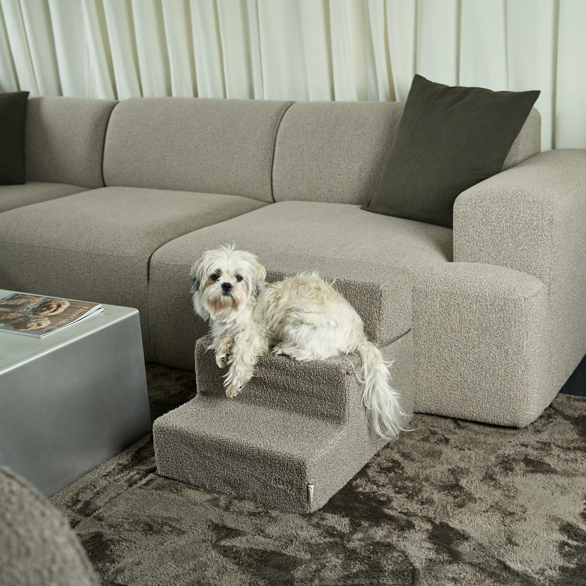 Marche pour chien | Teddy