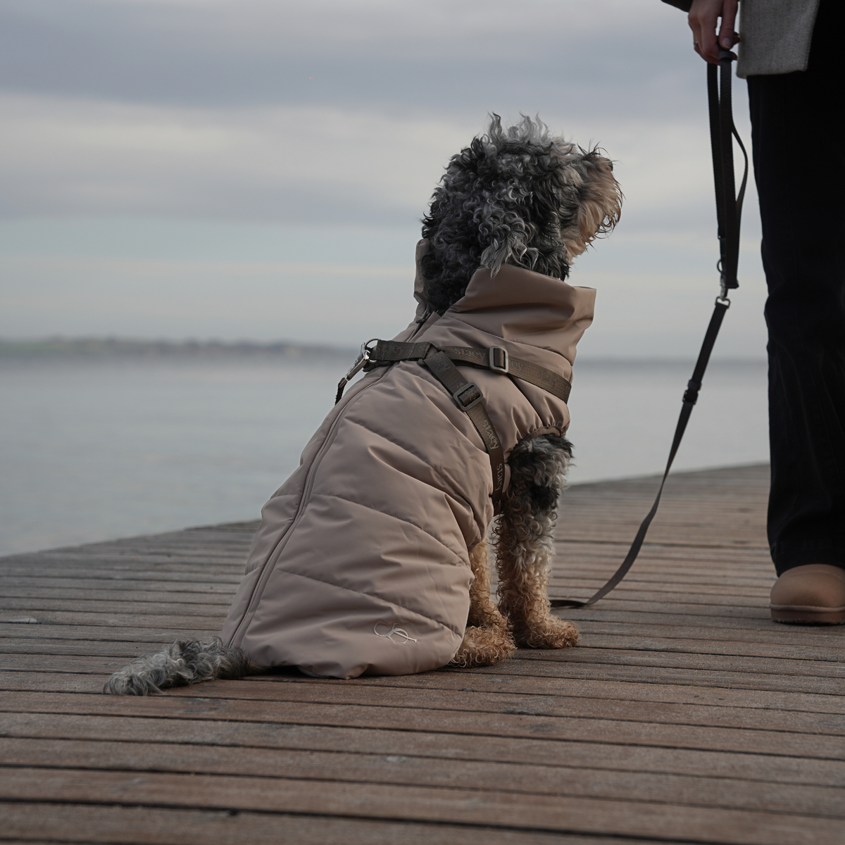 Cockapoo on a lead on a pier wearing the taupe quilted coat