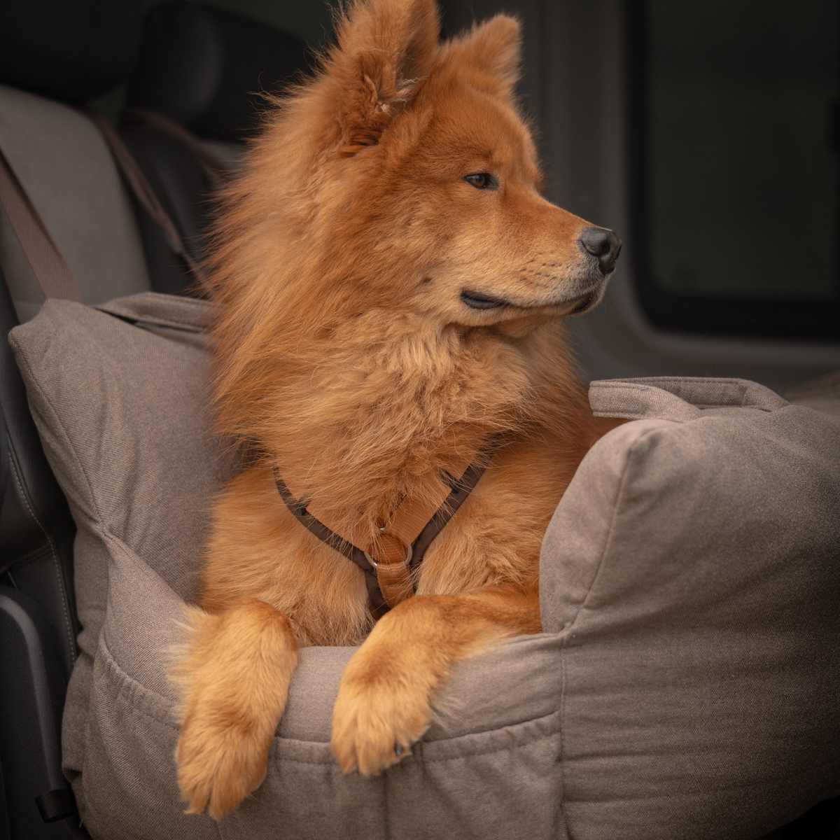 Carriers & Car Seats