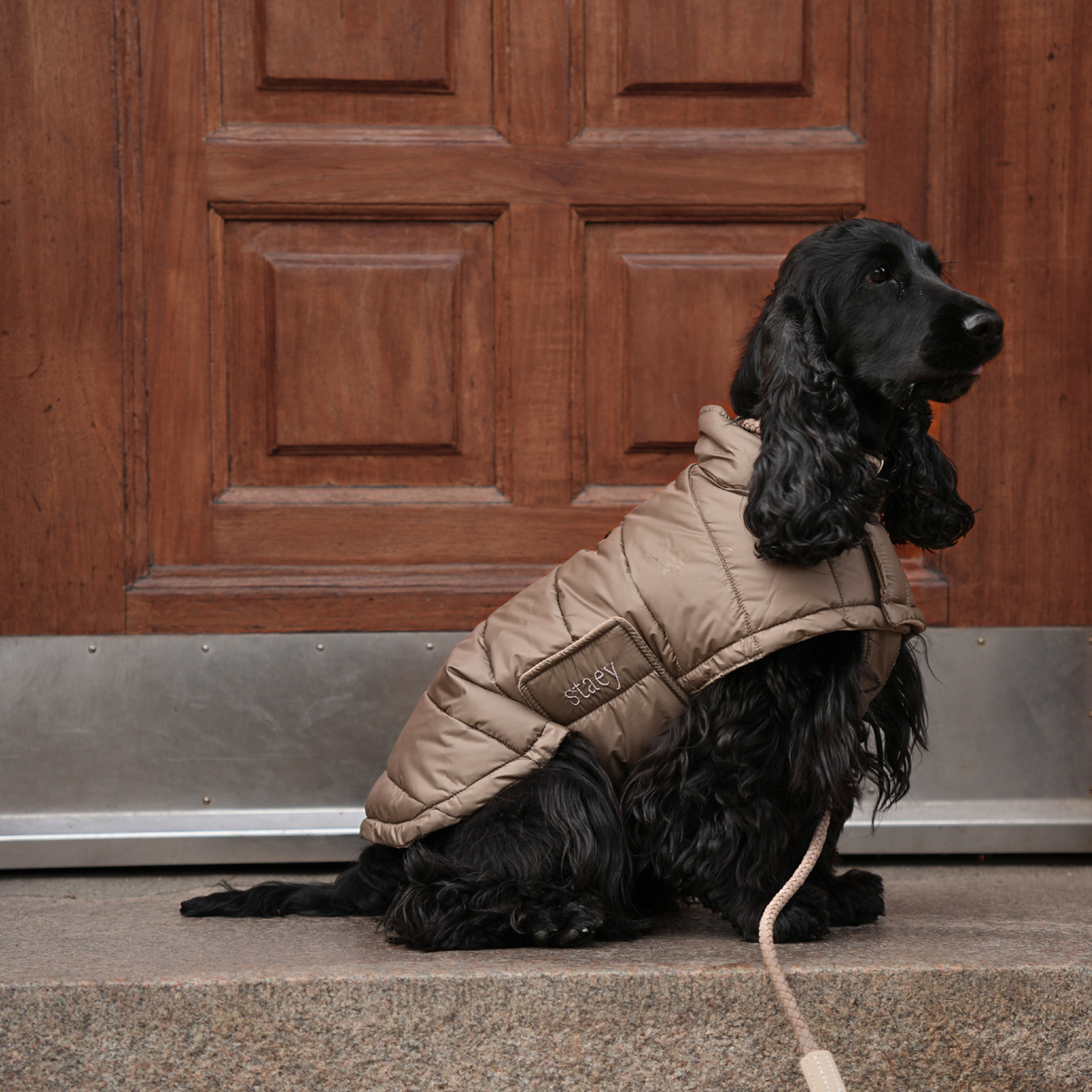 Zwarte cocker spaniel die aan de riem zit in een natuurkleurige, beige gewatteerde jas