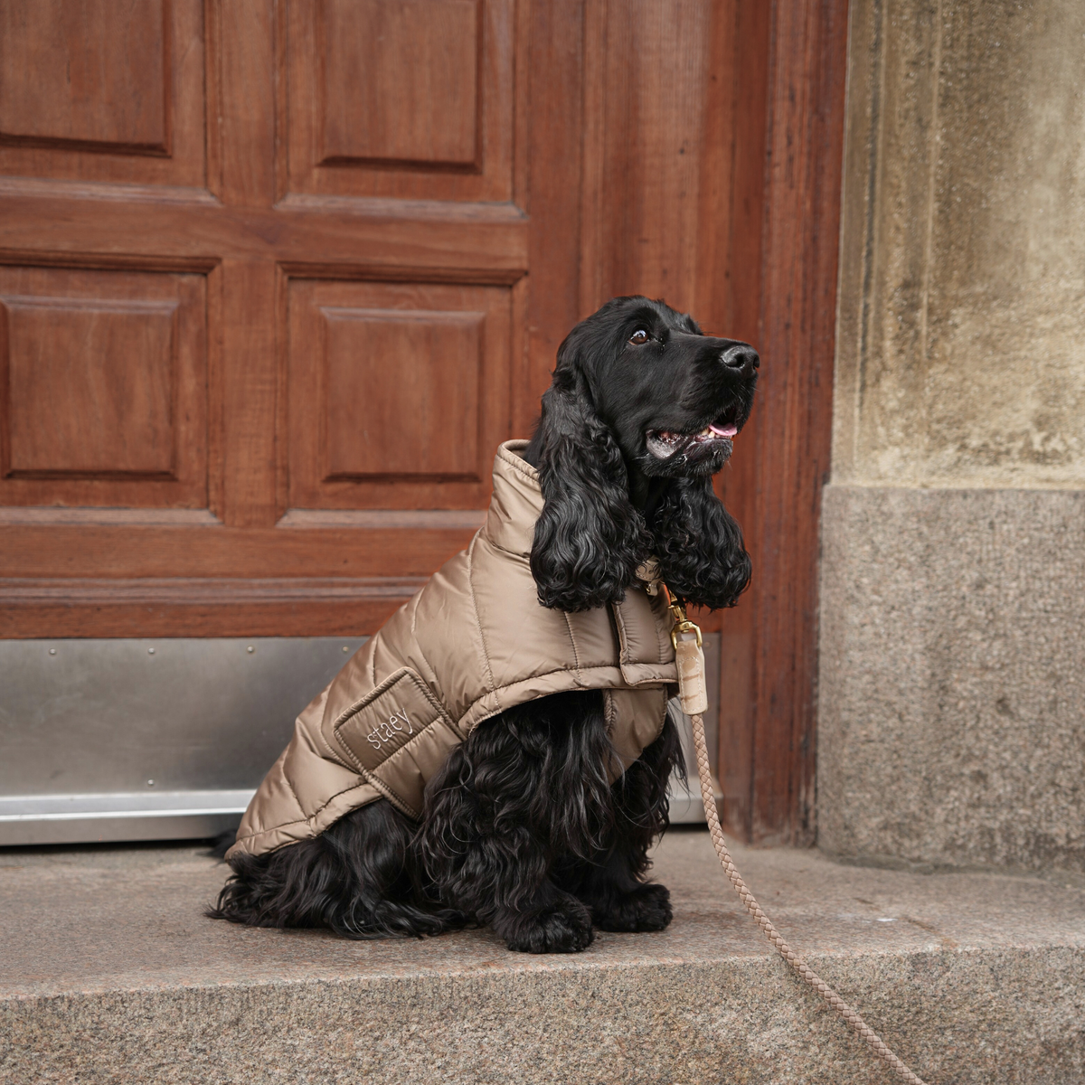 Zwarte cocker spaniel die op een drempel zit, gekleed in een natuurkleurige, beige gewatteerde jas