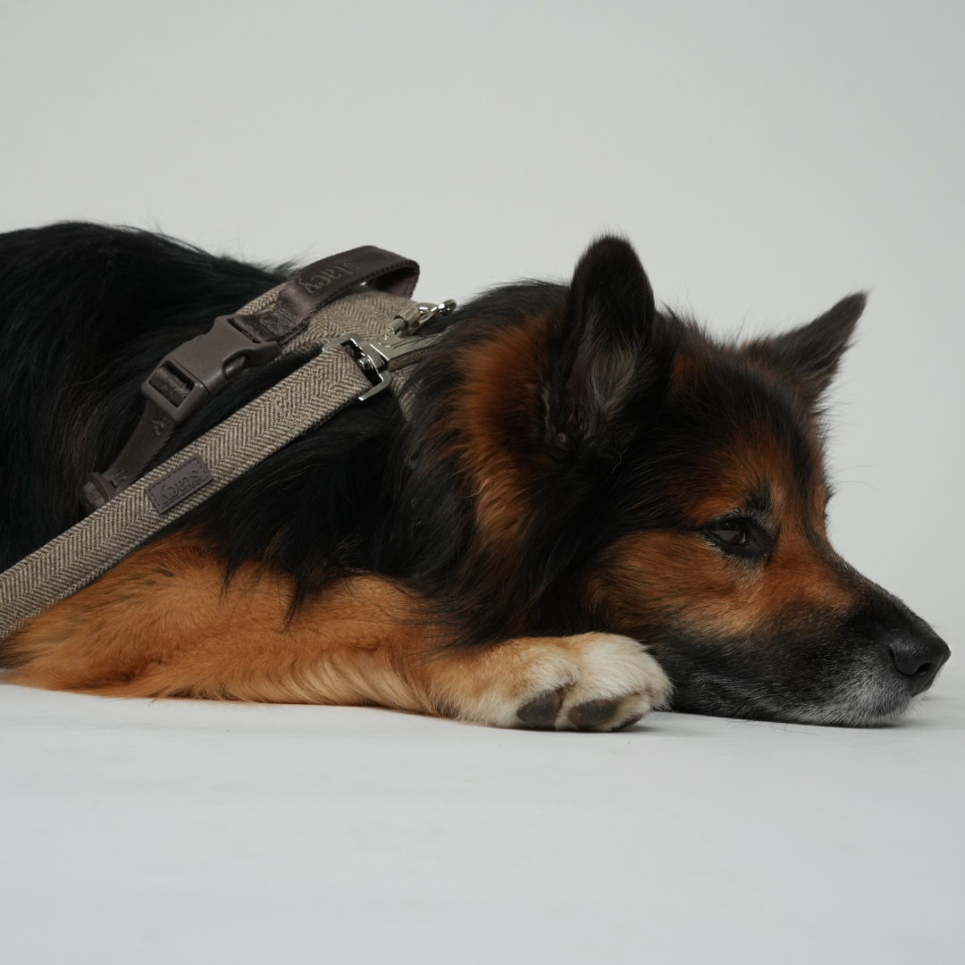 Elma hondenriem | Mocca