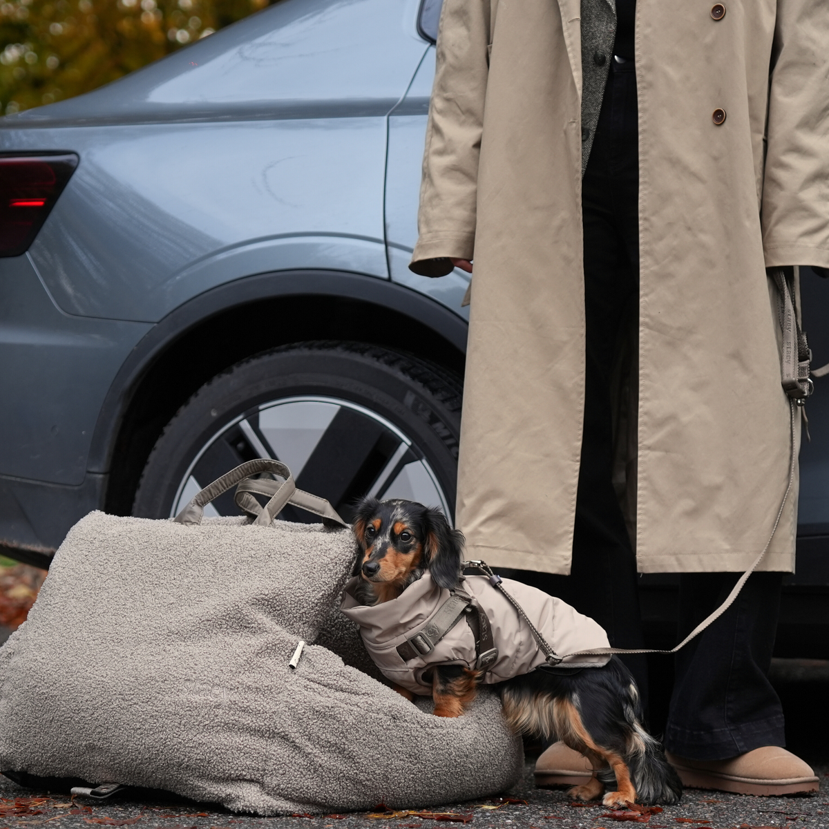 Un teckel à poil long en laisse, à côté d'un plaid pour chien de couleur taupe, près d'une voiture