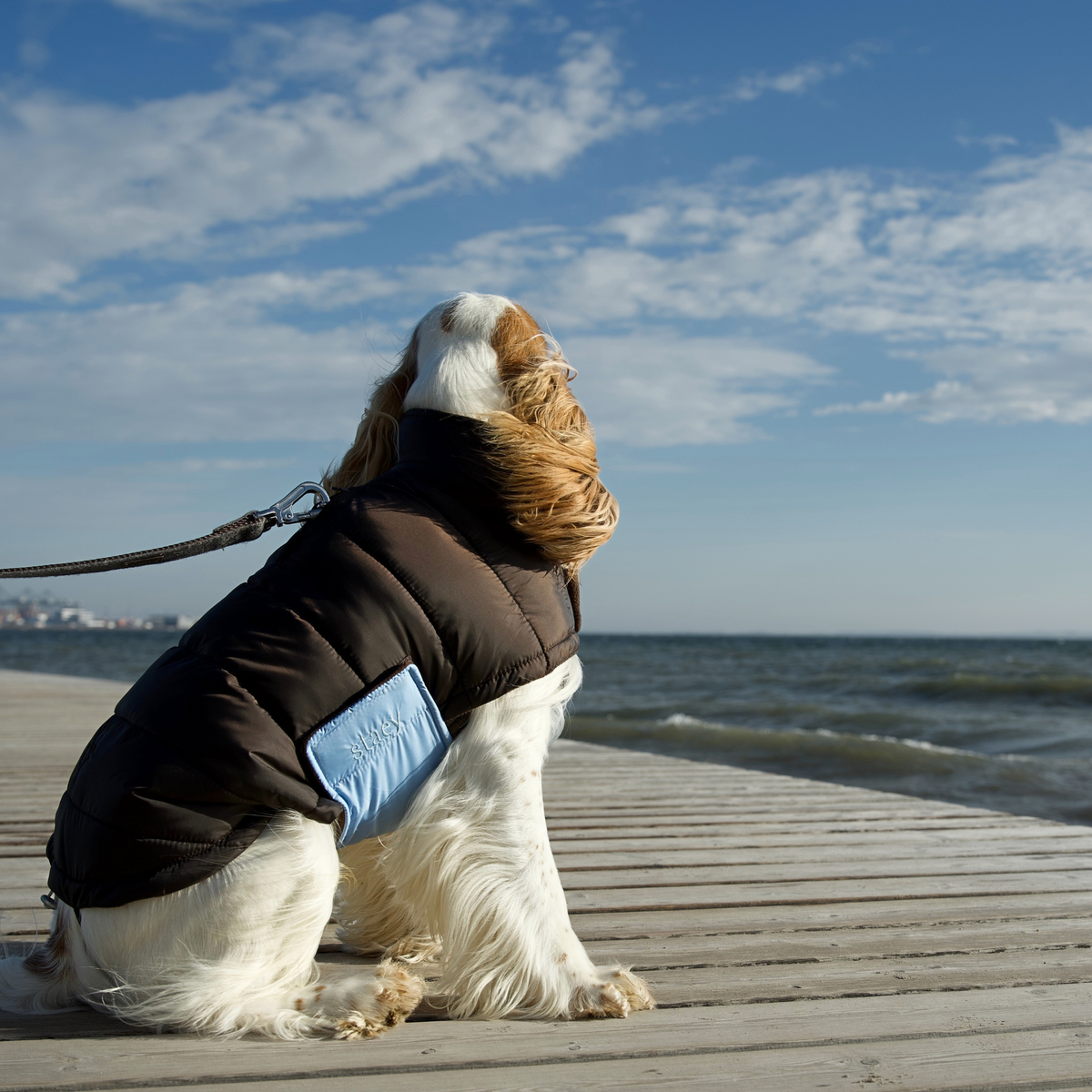 Nora Dog Coat | Espresso/Sky Blue