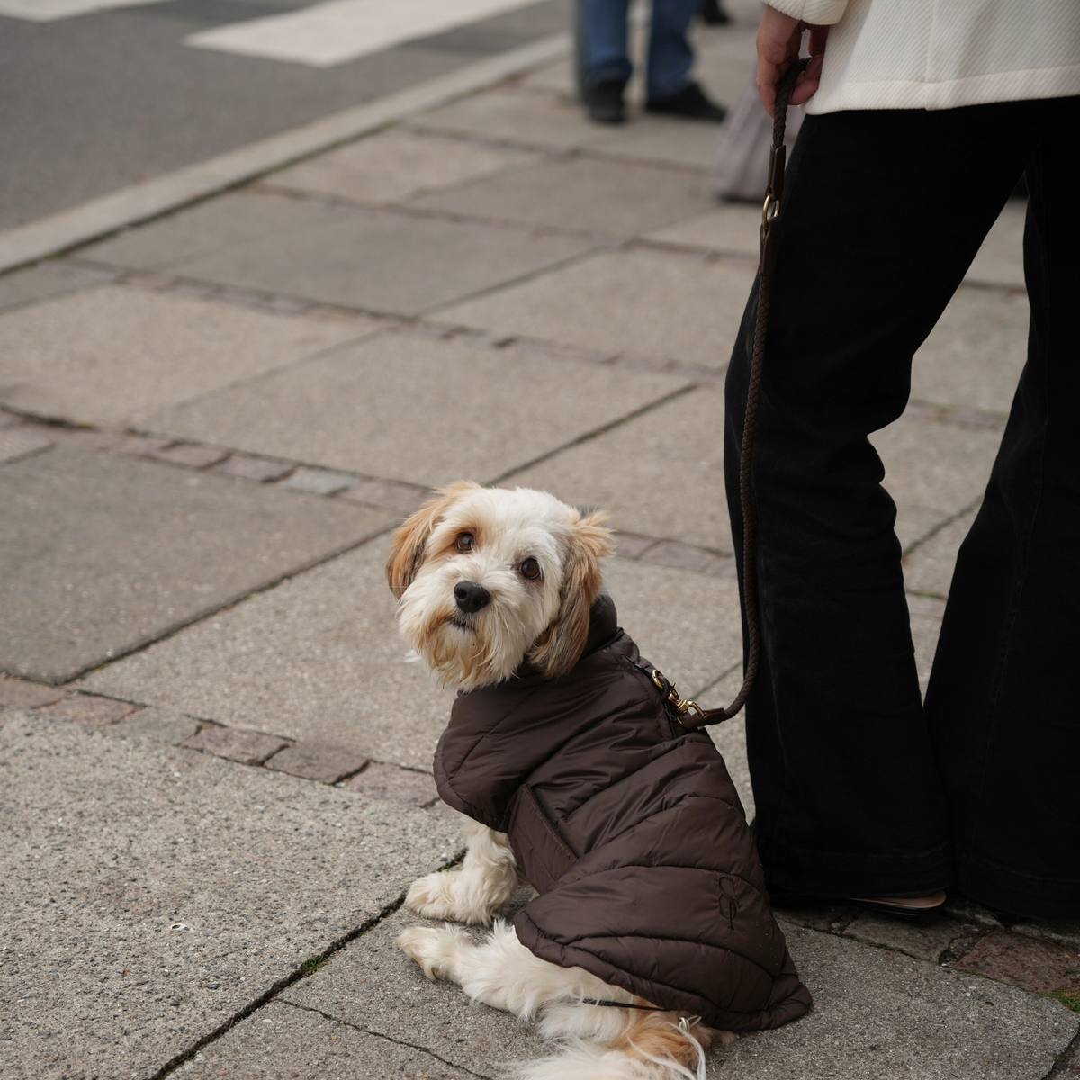Een shih tzu aan de riem in een donkerbruine gewatteerde jas naast zijn baasje