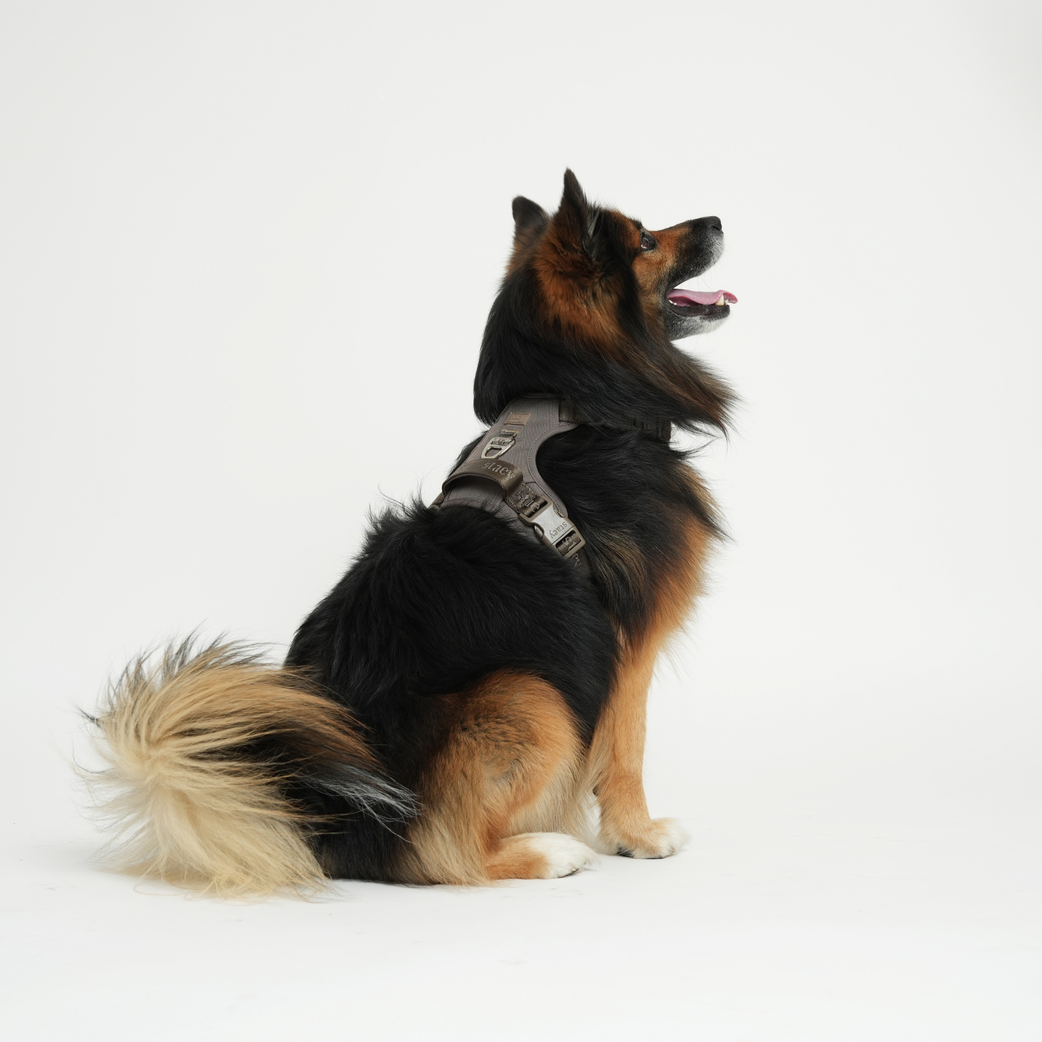 Elma Active hondentuig | Taupe