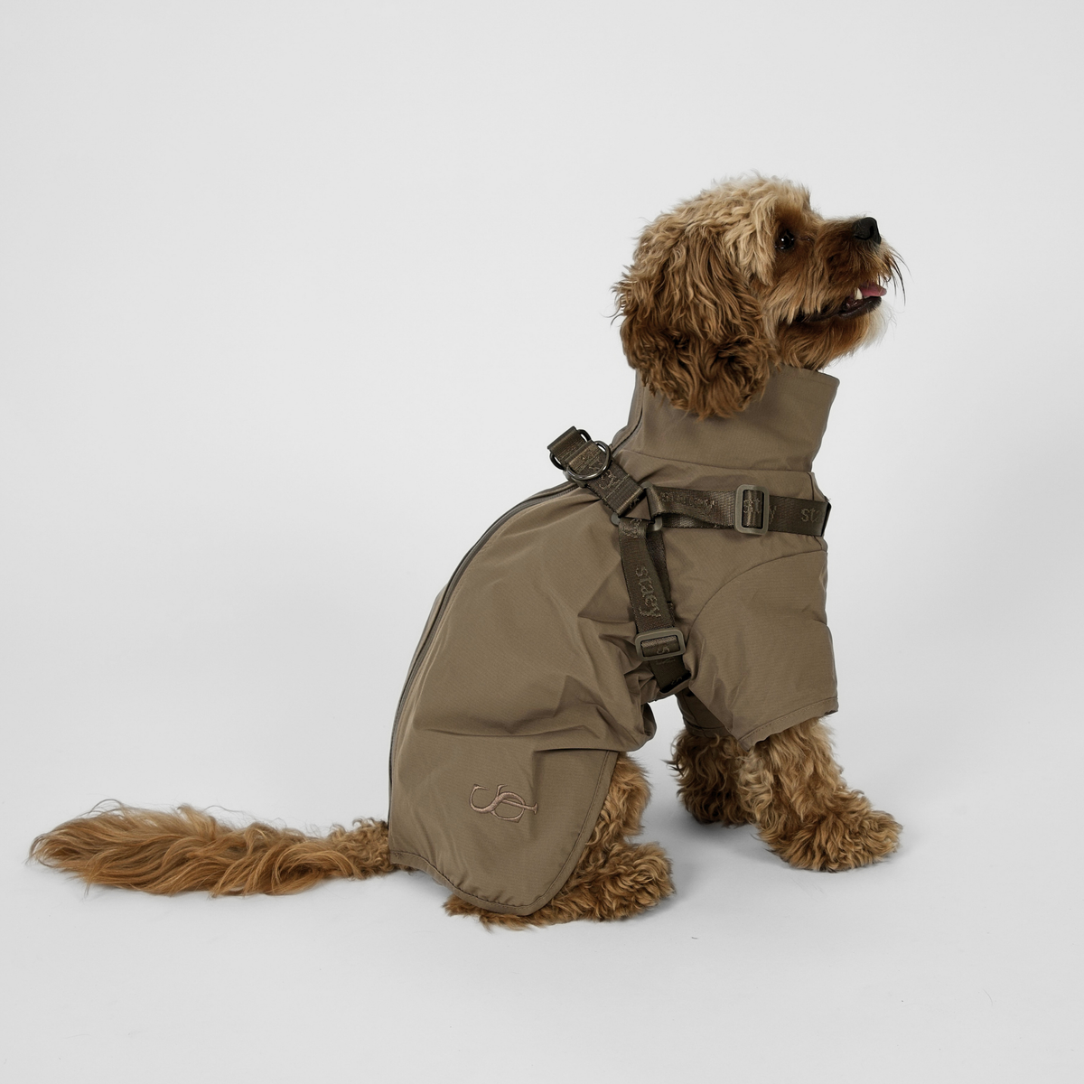 Un cavapoo vu de dos, vêtu d'un imperméable Leva couleur Taupe muni de sangles de harnais