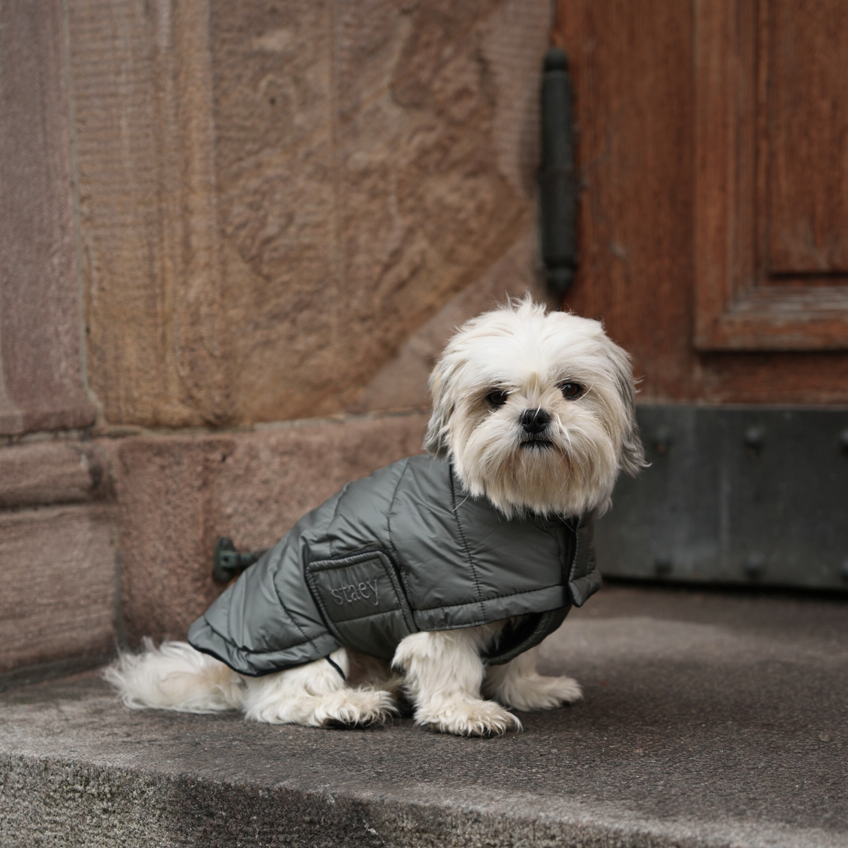 Een shih tzu die op stenen treden staat, gekleed in een moss green gewatteerde jas