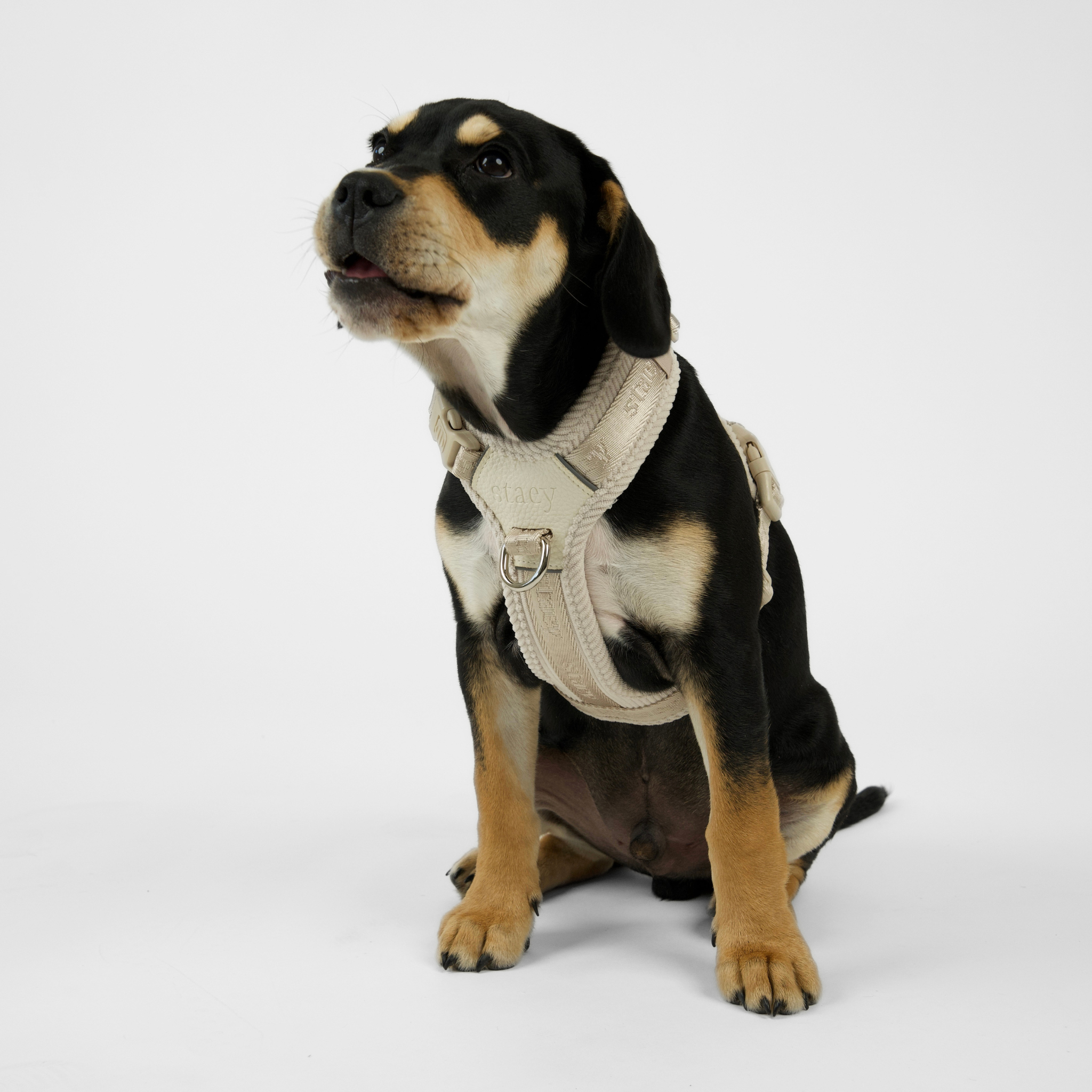 Harnais pour chien Numa | Oat
