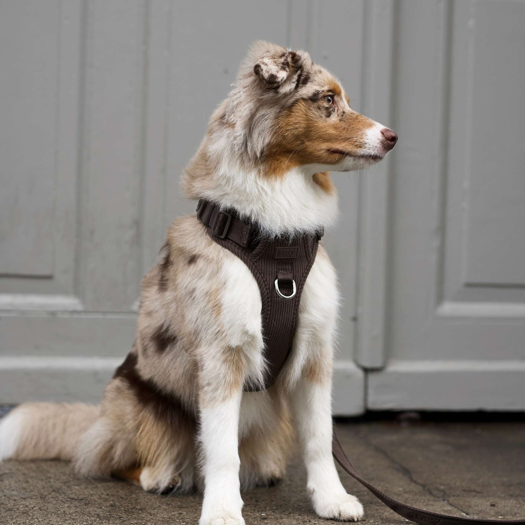 Elma Dog Harness | Dark Oak