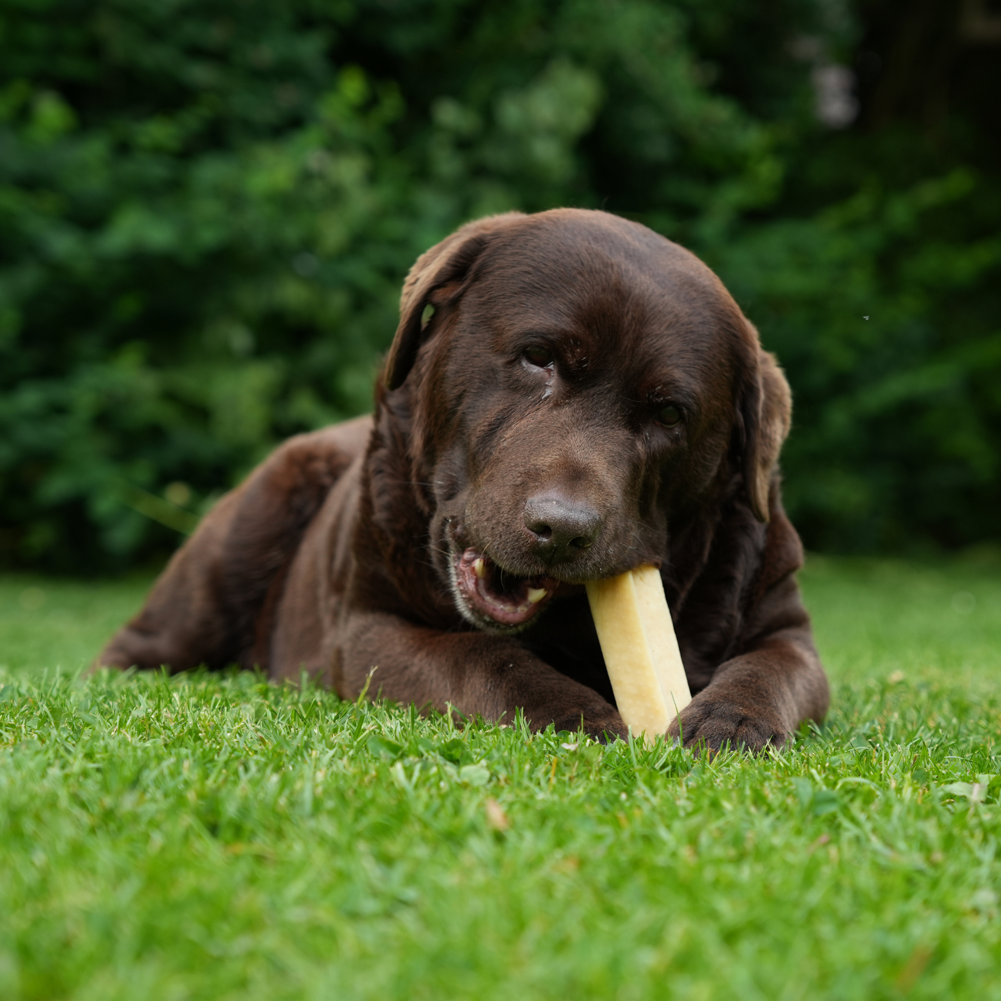 100% Natuurlijke Kaasbotten