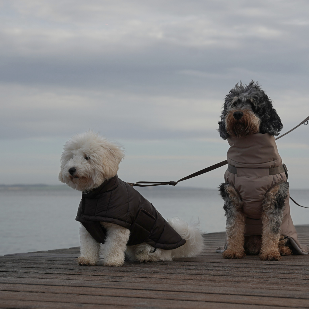 Twee honden die op een pier aan het water zitten, gekleed in gewatteerde Nora-jassen