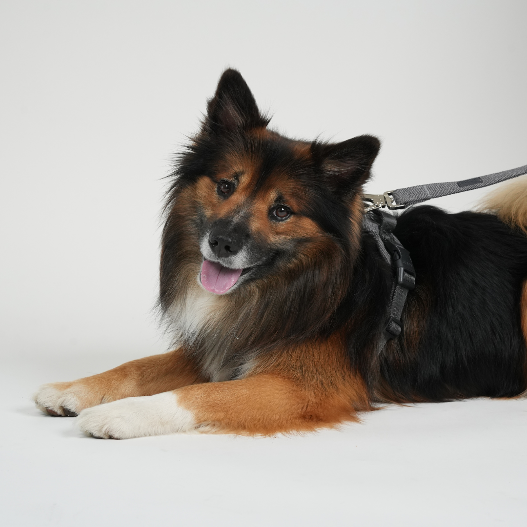 Elma hondenriem | Dusty Blue