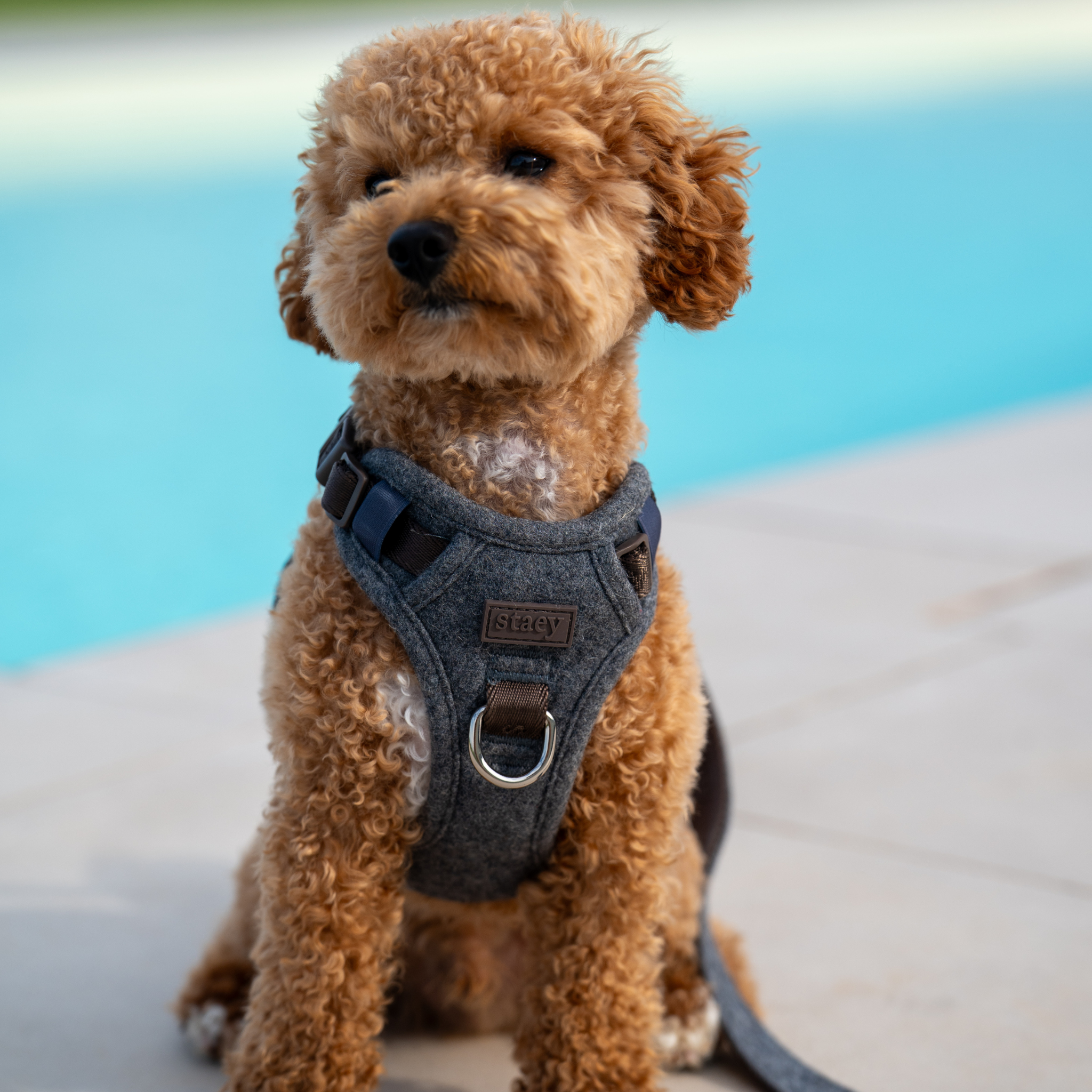 Elma Dog Harness | Stone