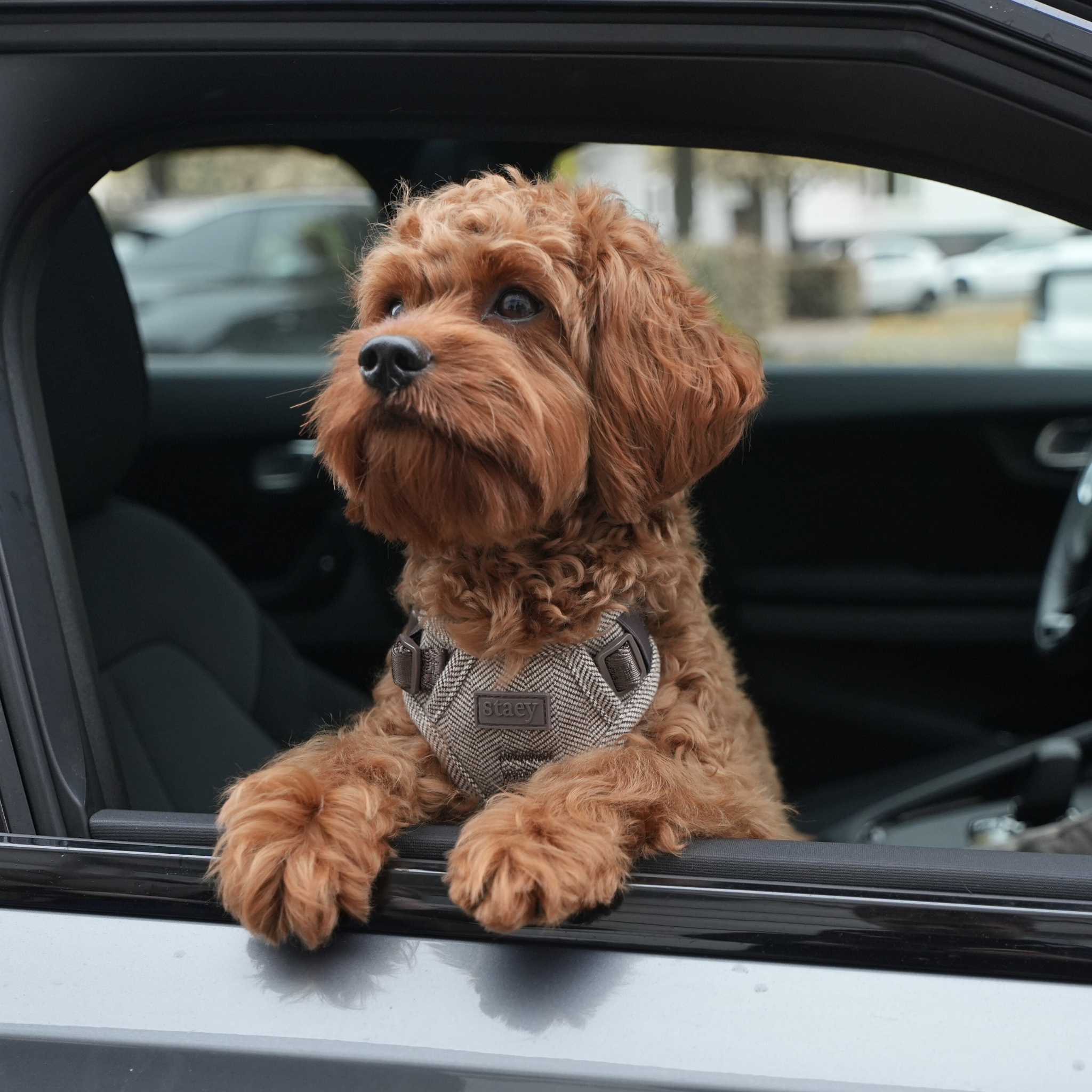 Elma hondentuig | Mocca