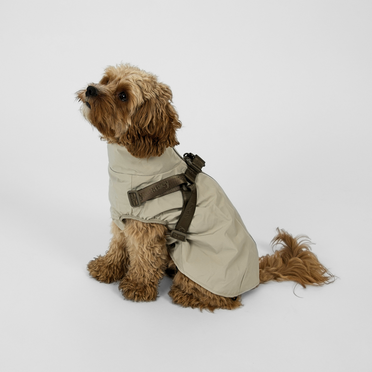 Cavapoo in de beige Norma-regenjas van Nature