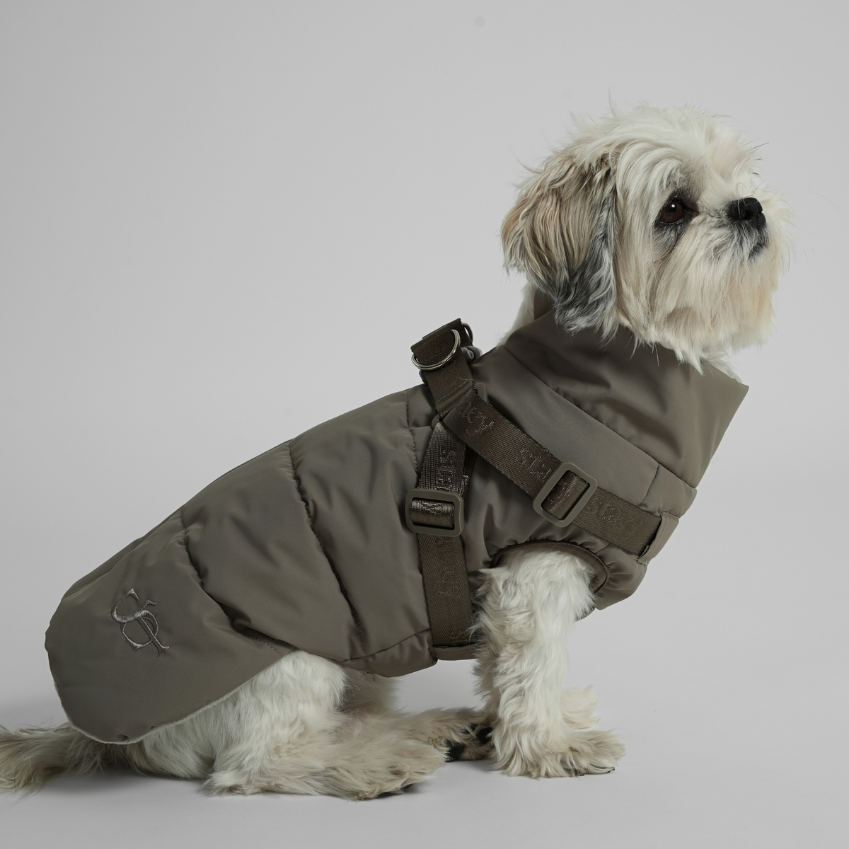 Un shih tzu assis, vêtu d'un manteau matelassé moss green et d'un harnais, vu de profil