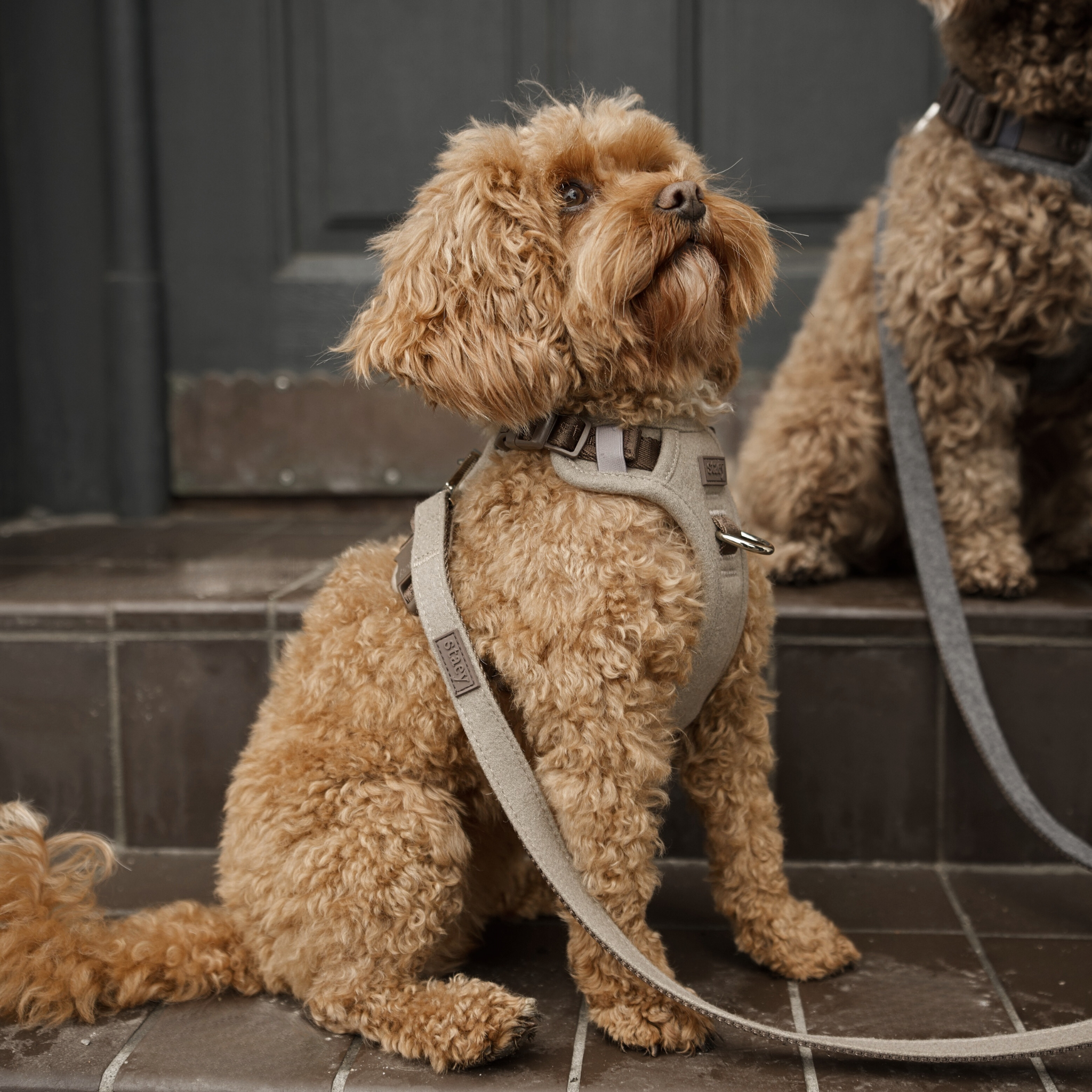 Elma hondentuig | Sand