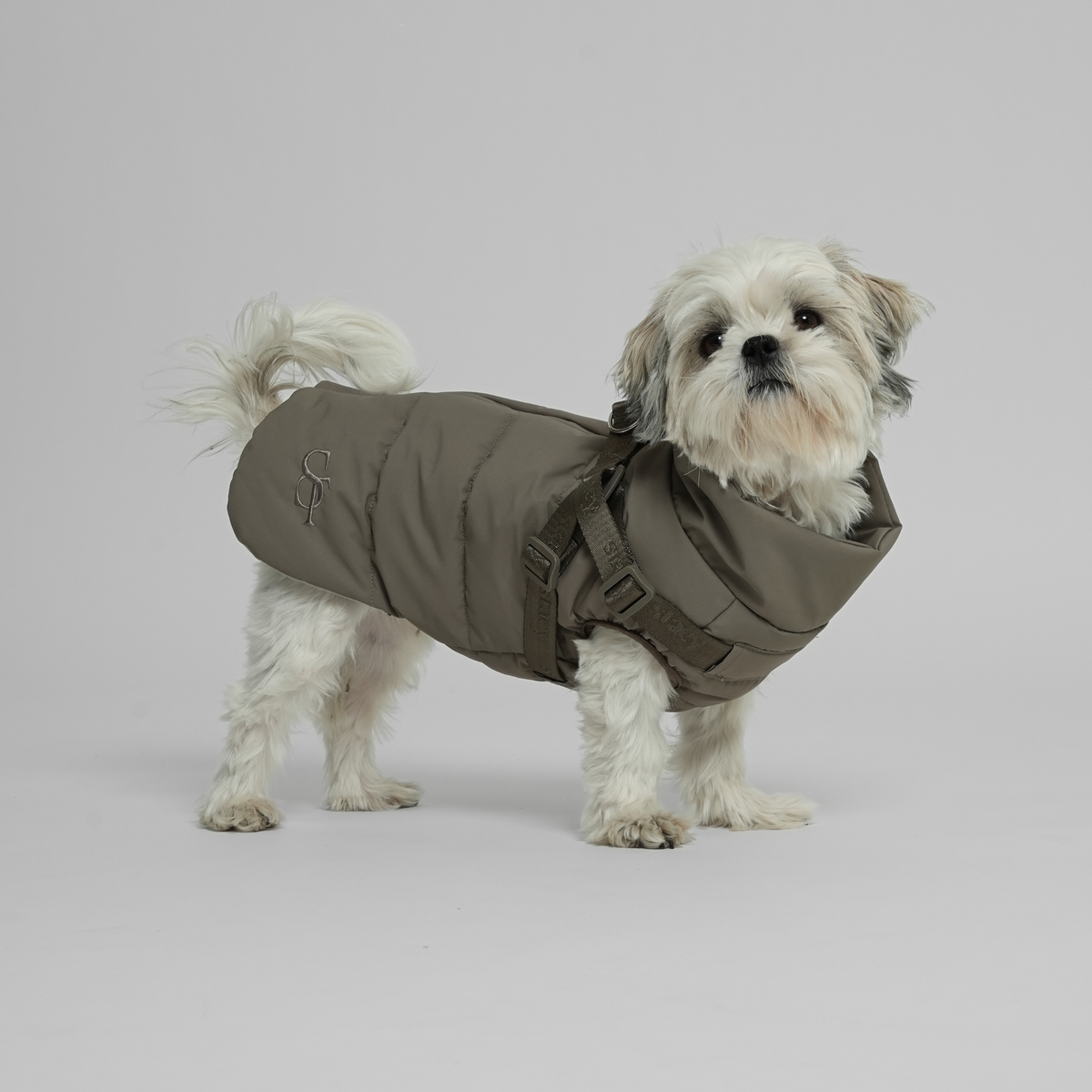 Shih tzu debout, vêtu d'un manteau matelassé moss green et d'un harnais