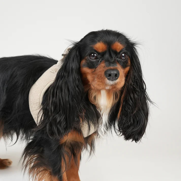 Teddy Step-In Dog Harness | Nature