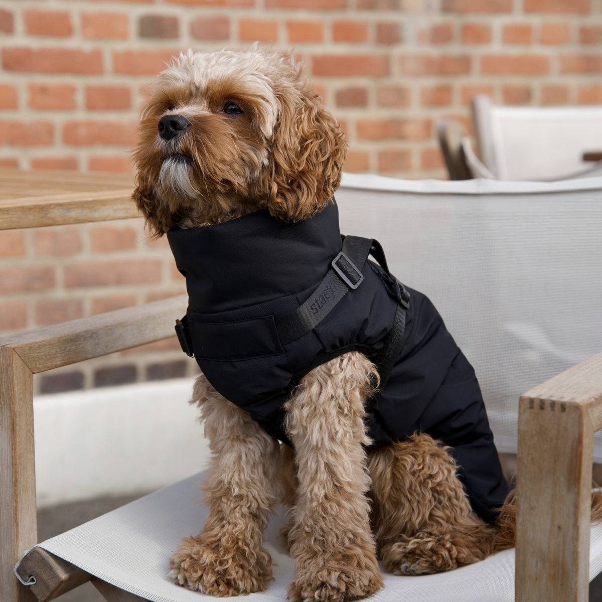 Vera Dog Coat w. Harness | Charcoal